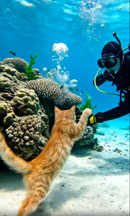 Taking My Cat with Me - Fantasy AI movie on immersai