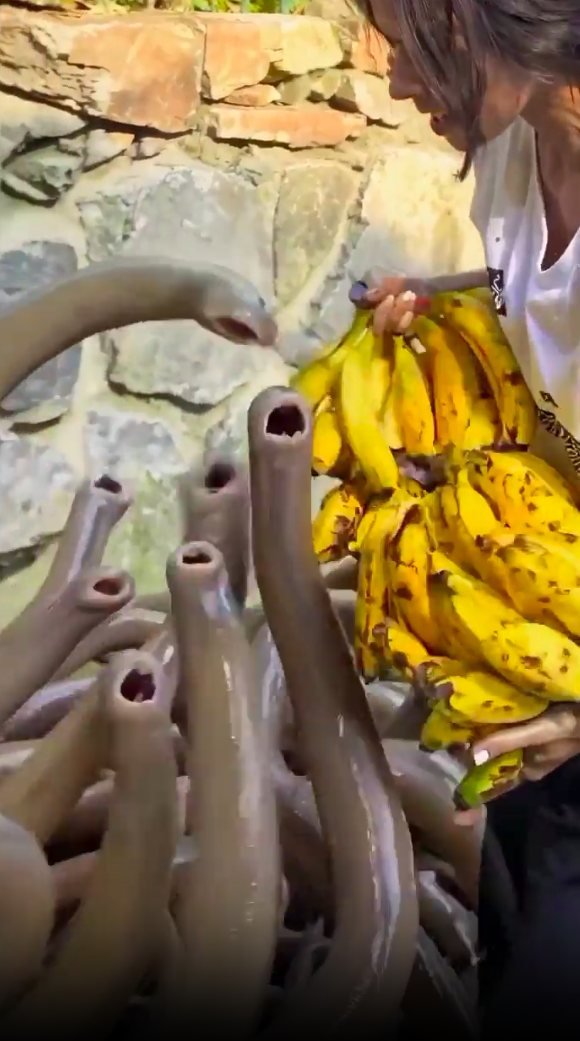 Who's Hungry? - Strange AI movie on immersai