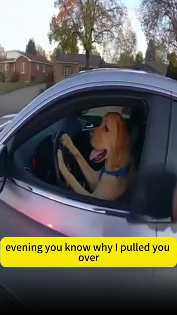 You Know Why I Pulled You Over? - Totally Serious AI movie on immersai